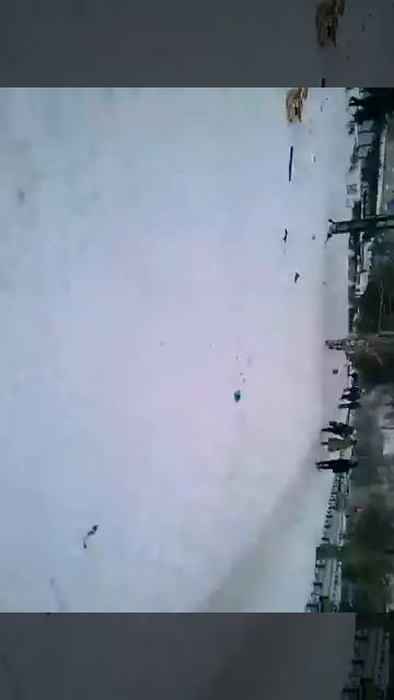 Медведи в Рубцовске