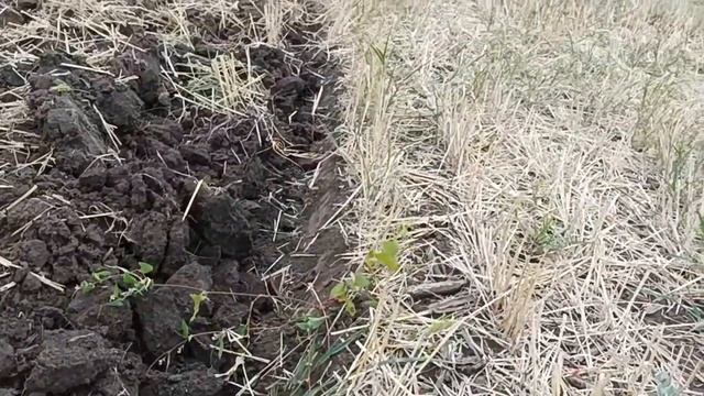 Дисковка стерни модернизированной БДТ.