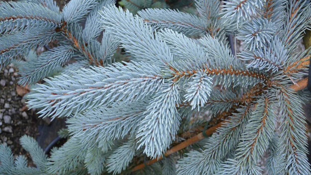 Ель «Супер Блю Сидлинг»