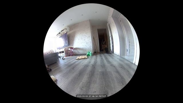 Скучный день кошек