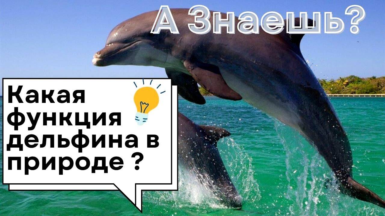 Дельфины – морские гении! Их способности поражают!