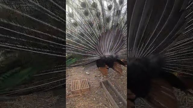 ВОВКА,ПОВЕРНИСЬ!