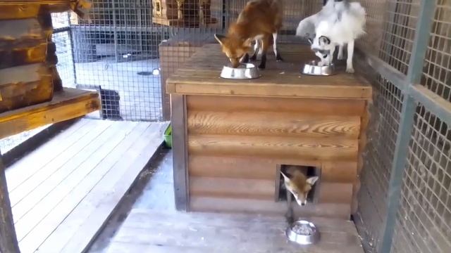 лисы в ЦПКиО Кирова