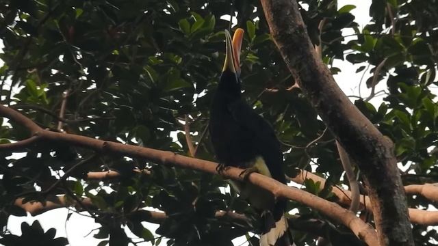 Rhinoceros Hornbill (F)