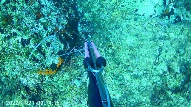 Λεοντόψαρο στο Πόρτο Ράφτη 21/11/22 Magic Mike