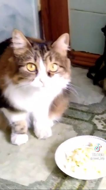 Коты в других странах и в России