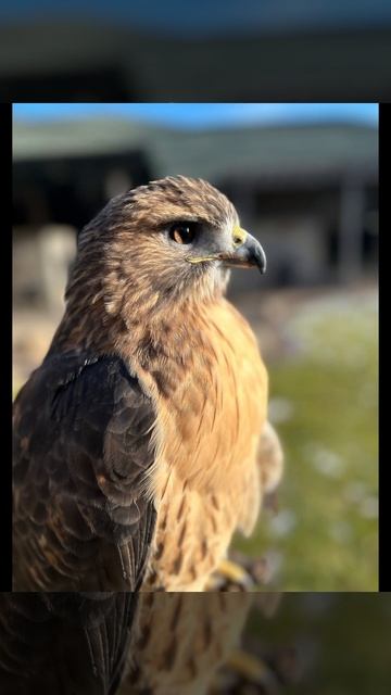 Red-tailed Hawk Vocalizations