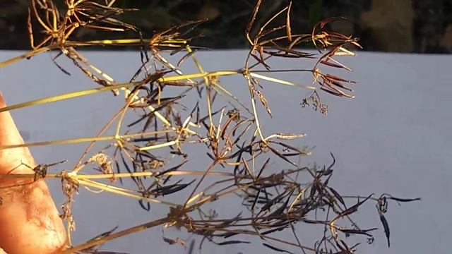 Fines Herbs Of French Cooking: My Chervil Growing Project. Part 6