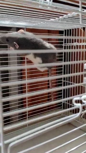 Настойчивость