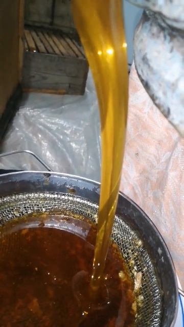 Откачиваем гречишный мёд.