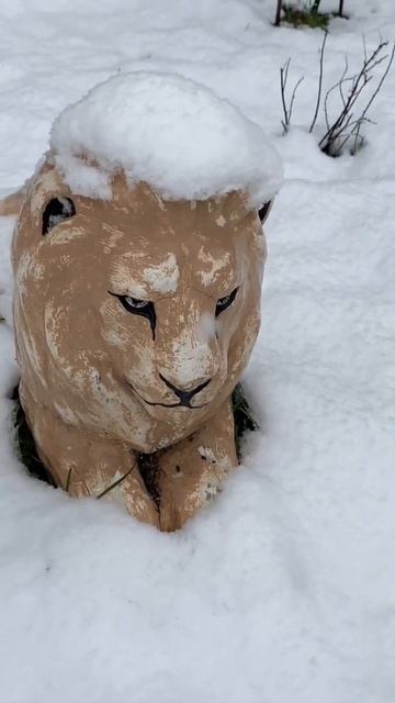 Лев с белой шапкой ❄️ Мой добрый Лёва желает вам спокойной ночи, сладких снов и мирного неба 🤗