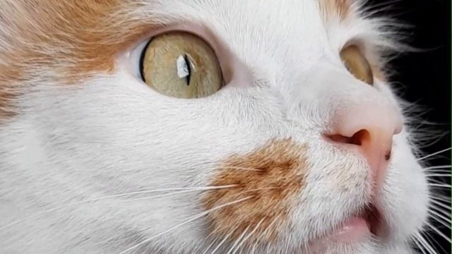 Забавны котик познает мир!