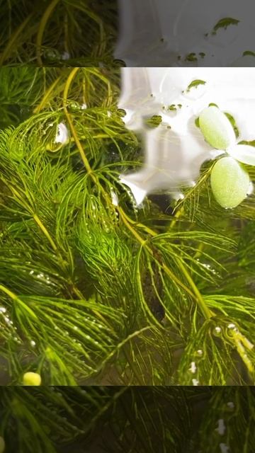 Беременная креветка 🦐