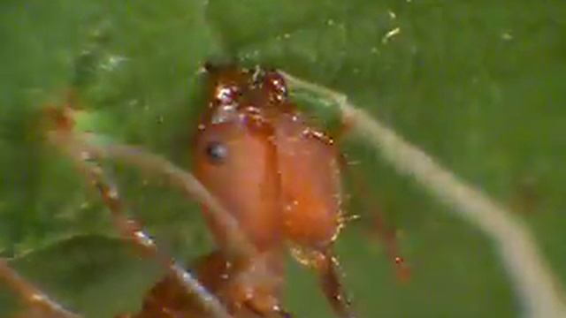Close Up Of Leaf Cutter Ants Cutting (from Above)