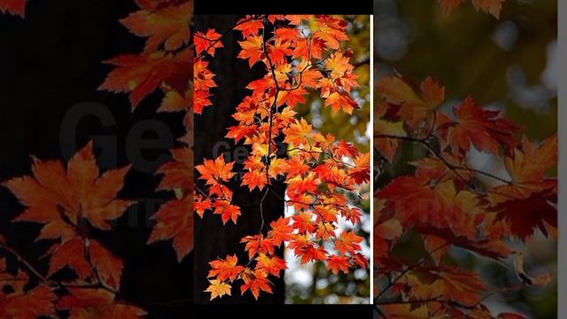 Піший перехід до осіннього клена