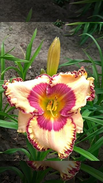 Лилейник Бивайтинг Айс Bewitching Eyes