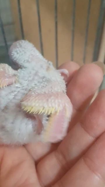 Her Skin Is Like Satin 😍😍 #bird #budgie #babybird