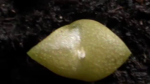 Экспериментальная, посадка на рассаду, часть 2.