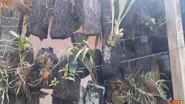 Koleksi Anggrek Spesies Leonis,dendrobium,asli Lampung Barat