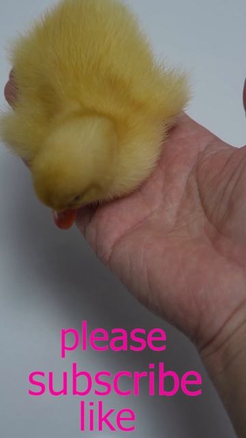 Super Cute Little Duckling Sleeping In My Palm | Hot @hot56789 #hot #hot56789cute #shorts