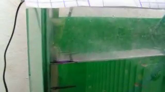 Small Aquaponic System