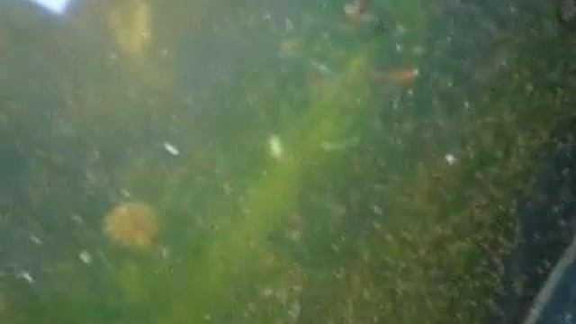 T. Californicus 06-20-12