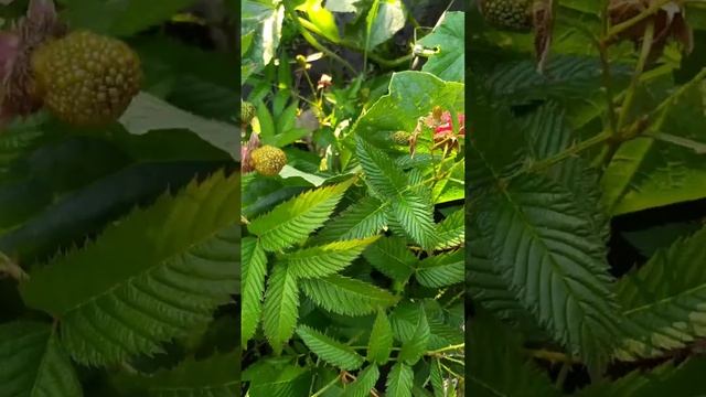 тибетская малина