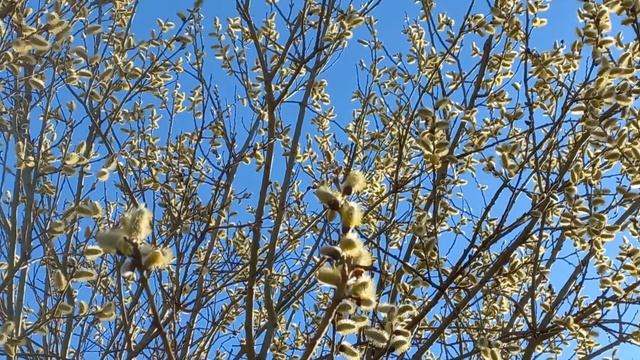 🌲ЯК ЦВІТЕ ВЕРБА