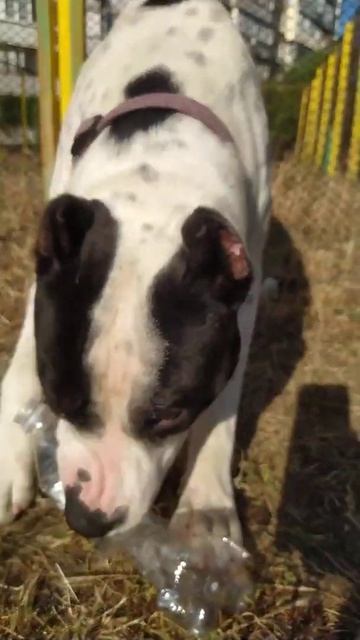 Собака грызет бутылку | Staffordshir | Pitbull | Dogs