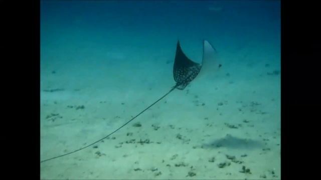 Discover Scuba Diving @ Pyramids Diving Center - Red Sea