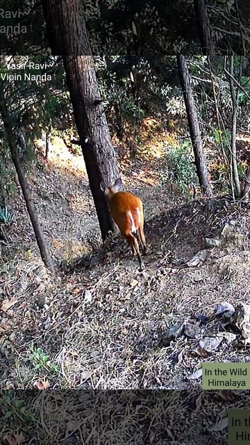 Alarmed Kalij Pheasant | Kaker Looking Nervous#wildlife #himalya #shorts