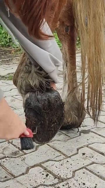 Тренировка по верховой езде #shorts #лошади #konovlog