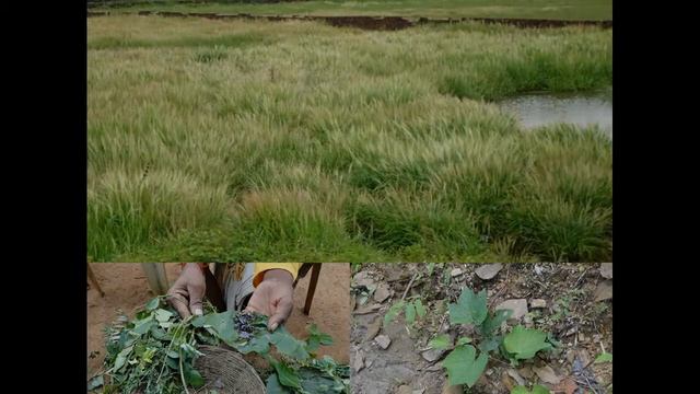 Medicinal Rice P5 Formulations For Adenia Overdose: Pankaj Oudhia's Medicinal Plant Database