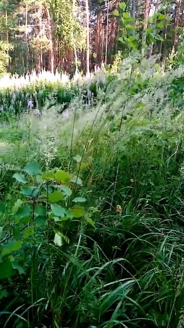 11 июля 2020 г.