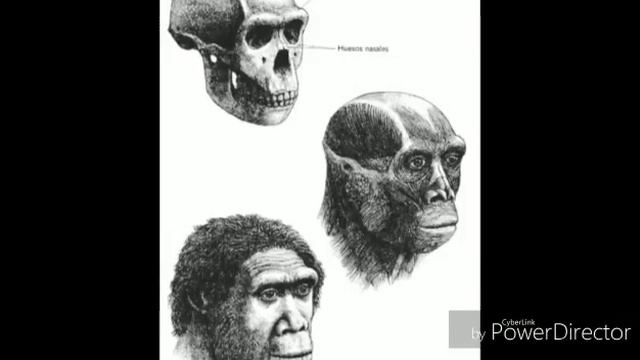 Evolución De Homínidos Equipo 4