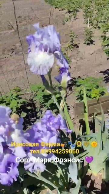 #ирисы #сад #цветы #flowers #love #spring #garden #nature #gardening #irish #iris