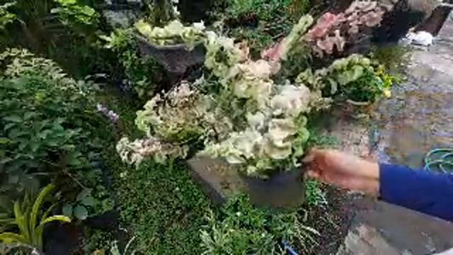 Mama Celin Sedang Live! Beli Bunga Lagi Di Kios Bunga Krisna