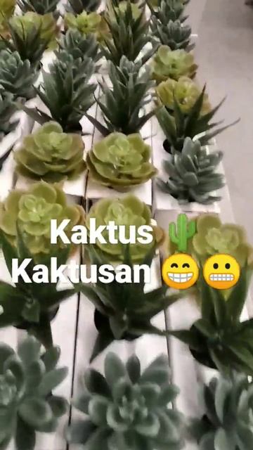 Tanaman Kaktus, Ternyata Kaktus 🌵 Kaktusan..😬🤫 Ada Aja Ya #pecintabungaasli