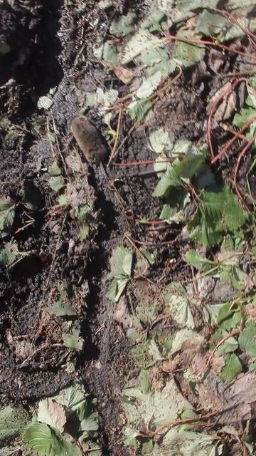 Ранняя весна-не всем приятна.