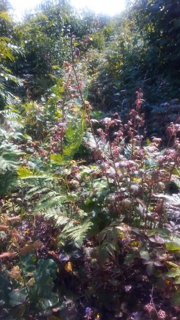 Ягода-малина.