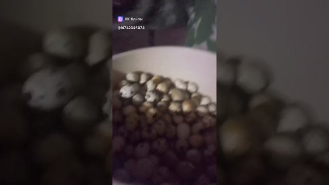 копчение перепелов