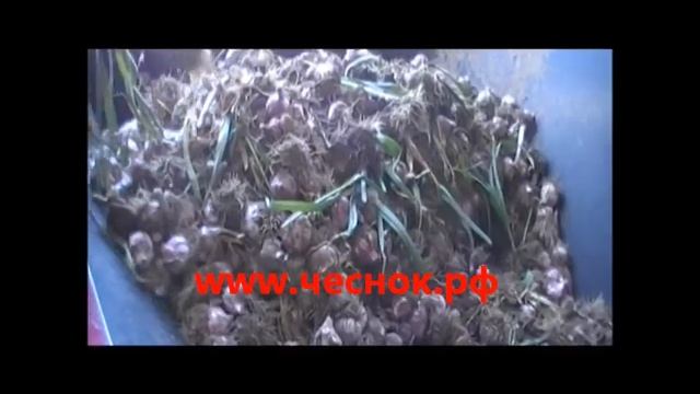 выращивание чеснока