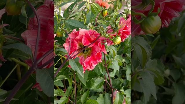 Golden Photos And Calathea Zebra.   Indoor Plants And Also Lucky Plant's.