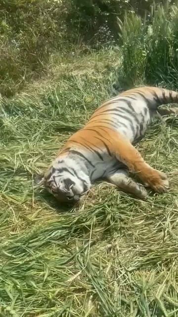 #wildlifephotoghraphy #wildlife #naturephotography #animals #photography #tiger #naturephotography