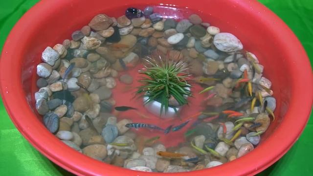 Beautiful fish - Ornamental fish - Neon fish - tiger barb - Goldfish - World Wide Animals