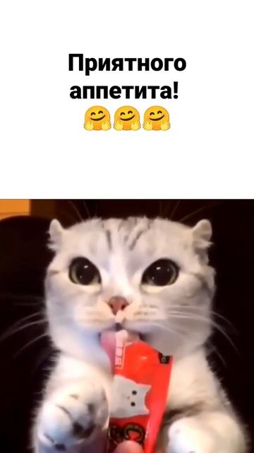 Приятного аппетита! 🤗🤗🤗 смешные животные