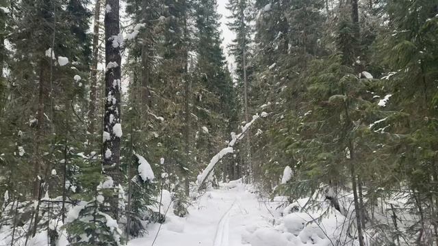 Завершение сезона охоты на соболя
2024-2025. Закрываю капканы.