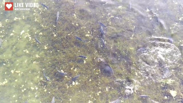 Fishes ( Fimi X8 Mini )