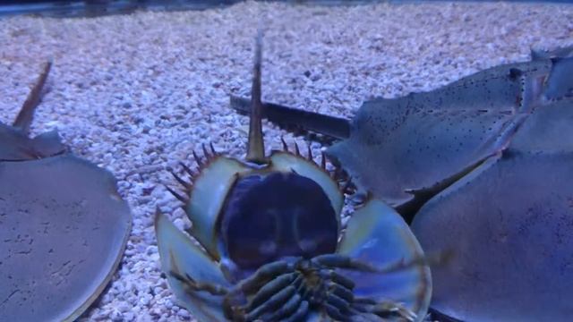 Horsehoe Crab Roll Over!?
