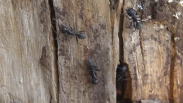 Vacances En Provence : Camponotus Vagus (2)